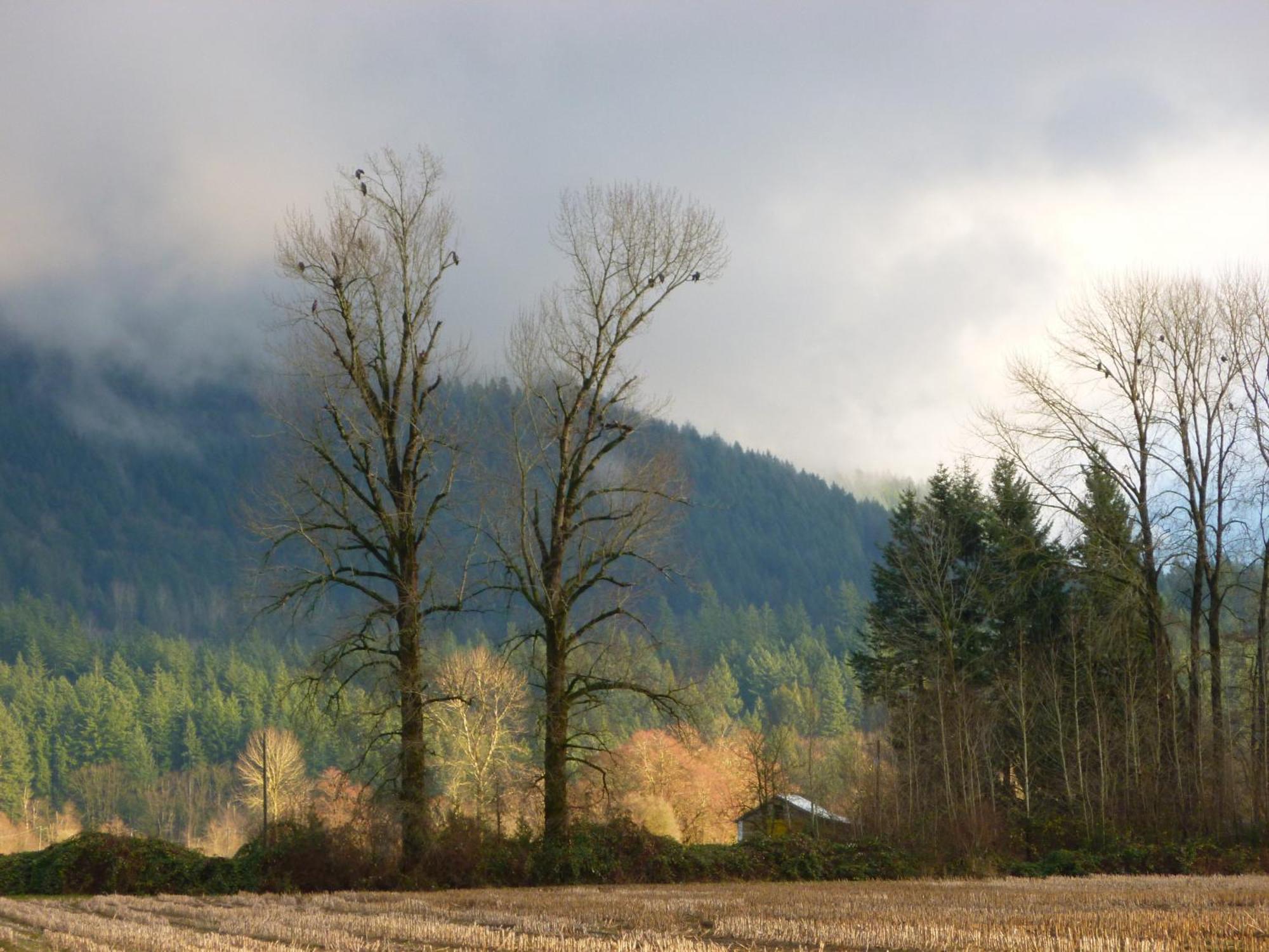 Harrison Hammond House Farmstay Harrison Mills Esterno foto